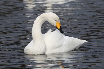 オオハクチョウ 羽田沼野鳥公園 2024年1月13日(土)