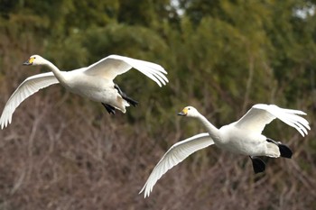 コハクチョウ 羽田沼野鳥公園 2024年1月13日(土)