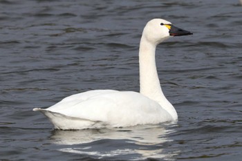 Tundra Swan(columbianus) 羽田沼野鳥公園 Sat, 1/13/2024