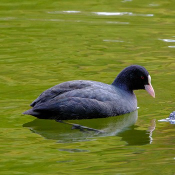 Eurasian Coot 京都市宝ヶ池公園 Sat, 11/11/2023