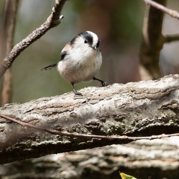 Long-tailed Tit 京都市宝ヶ池公園 Sat, 11/11/2023