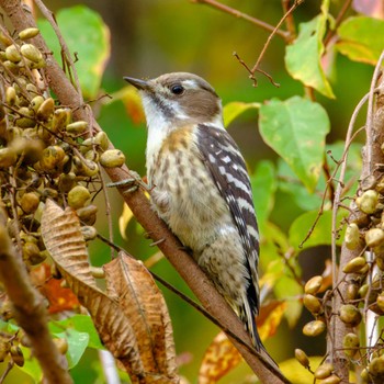 Japanese Pygmy Woodpecker 京都市宝ヶ池公園 Sat, 11/11/2023