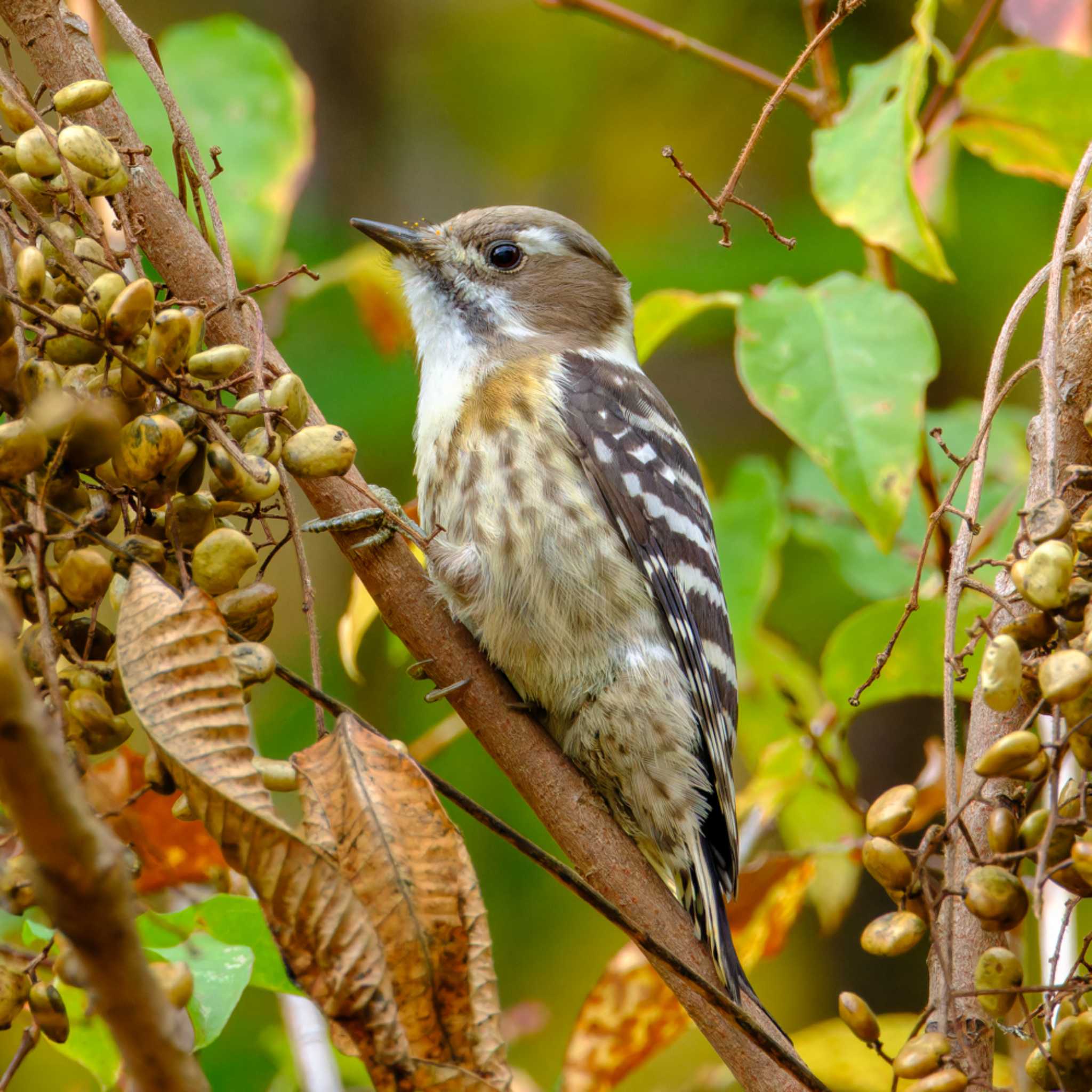 Japanese Pygmy Woodpecker