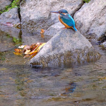 Common Kingfisher 京都市宝ヶ池公園 Sat, 11/11/2023