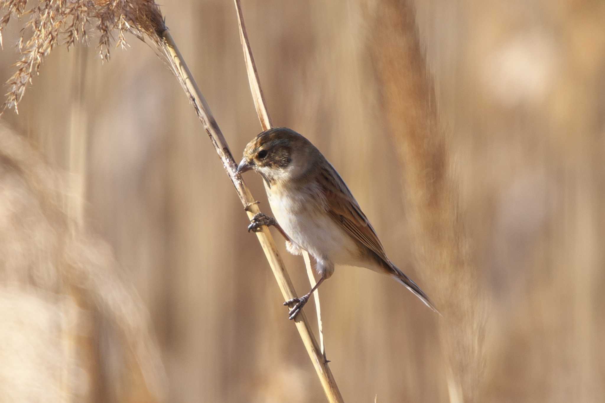 Common Reed Bunting