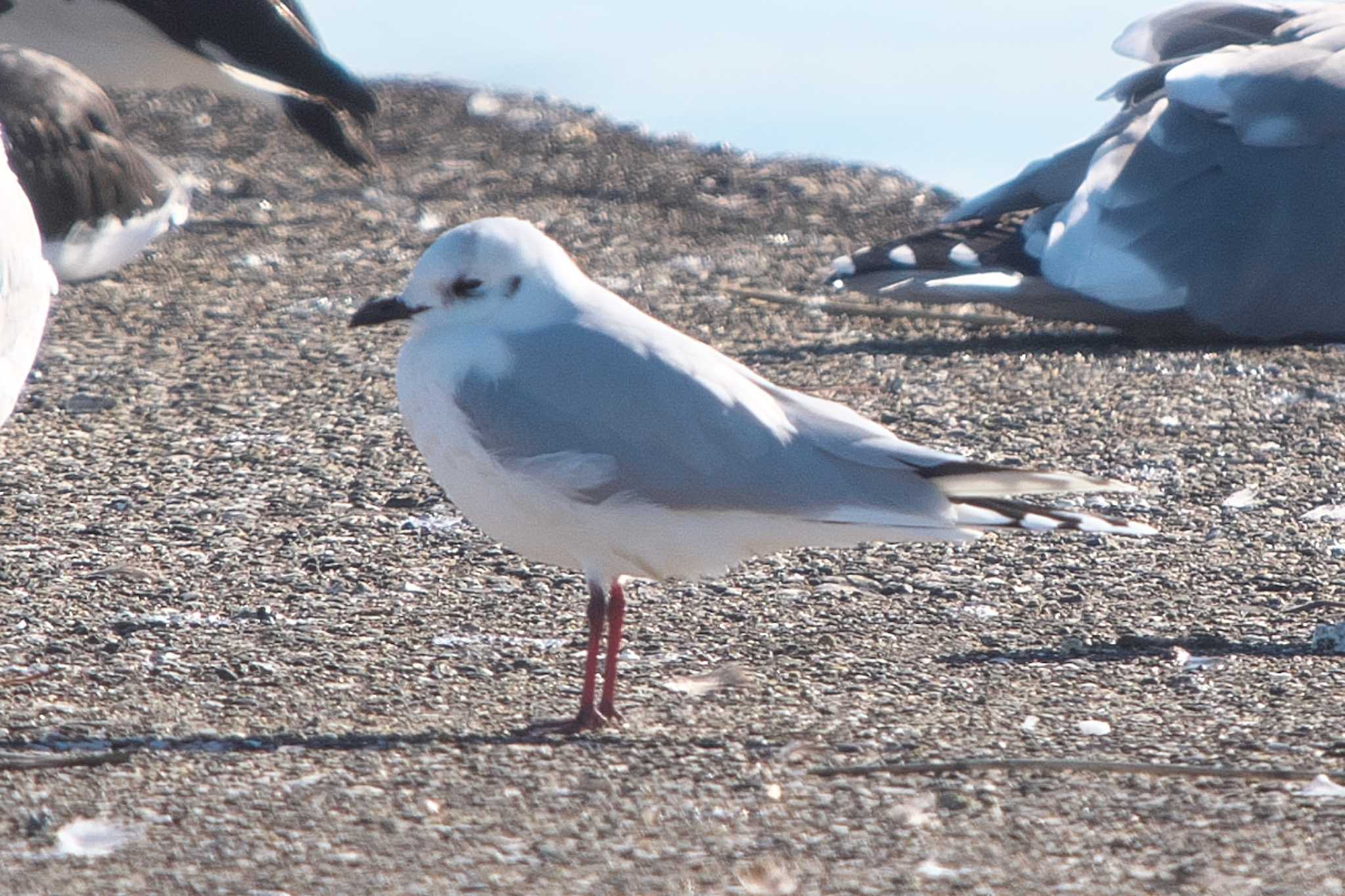 Saunders's Gull