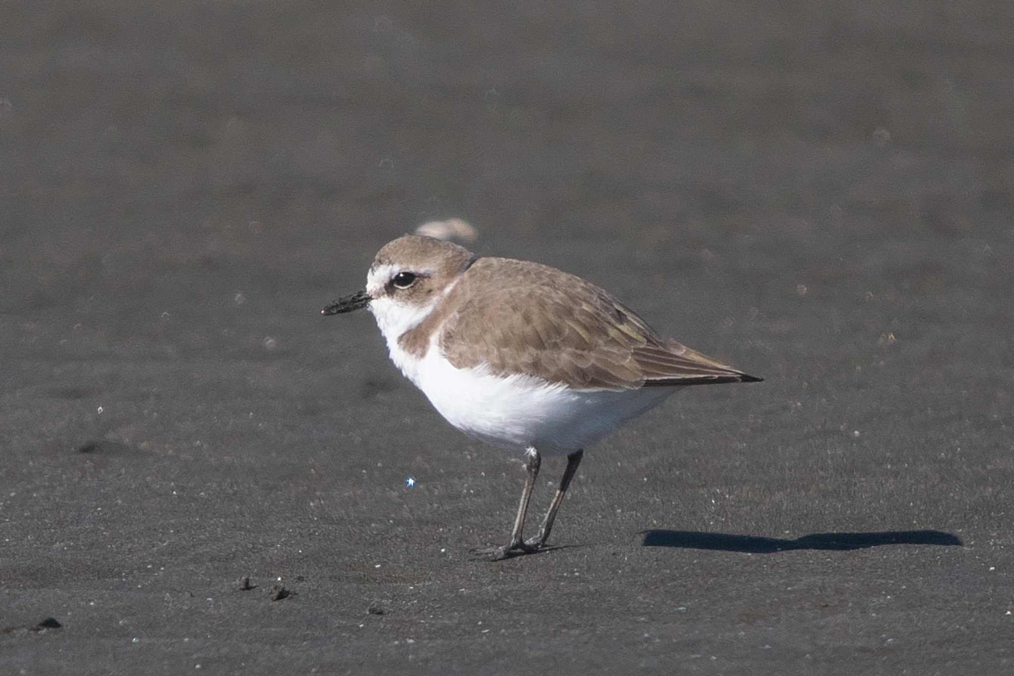 Kentish Plover