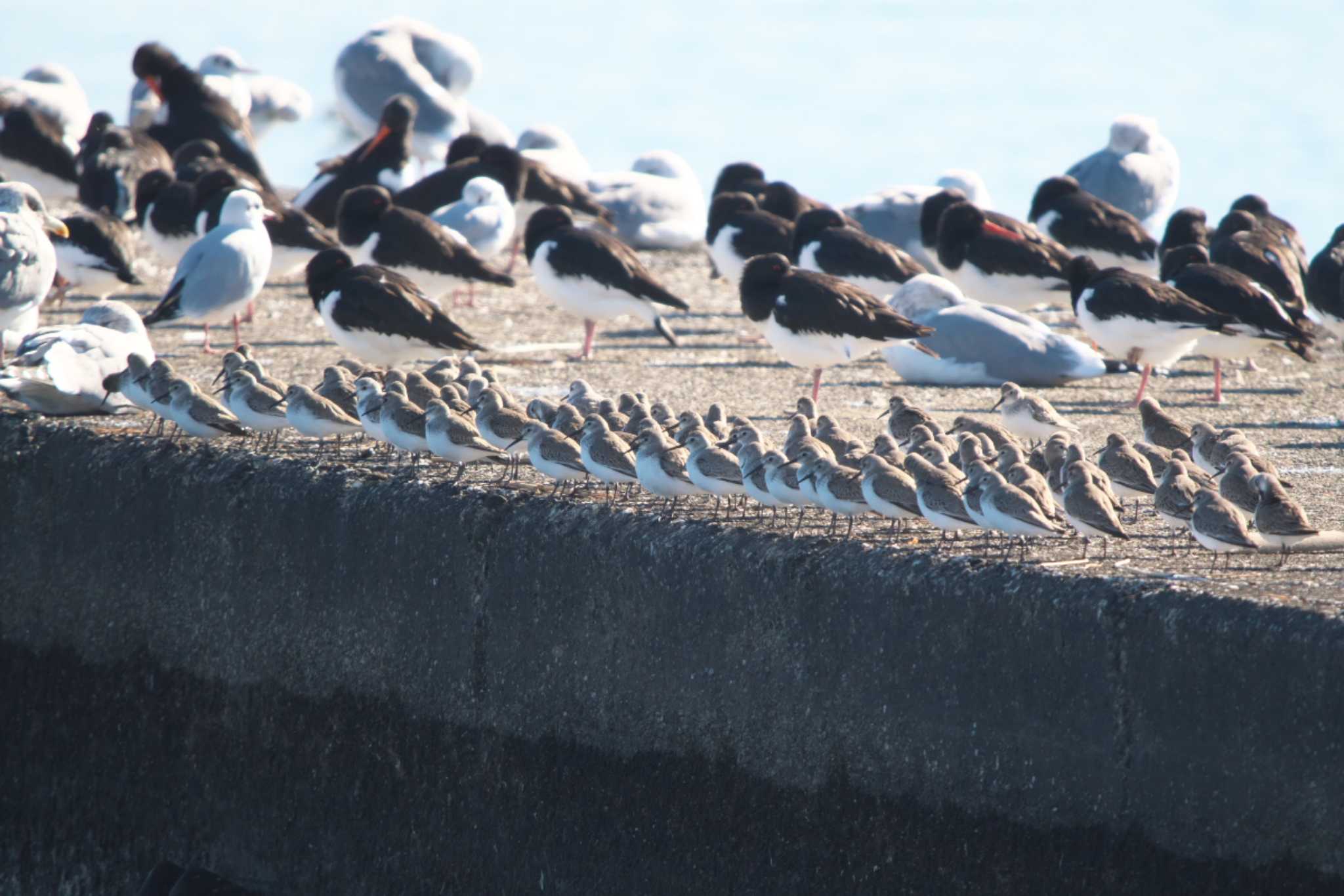 Photo of Dunlin at Sambanze Tideland by Y. Watanabe