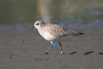 ダイゼン ふなばし三番瀬海浜公園 2024年1月14日(日)