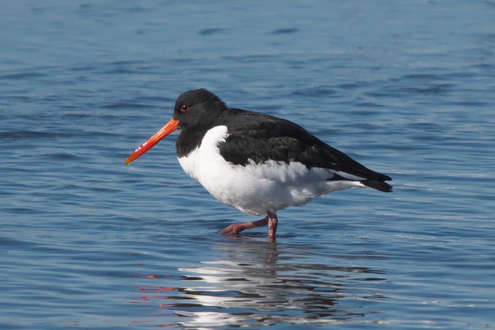 Eurasian Oystercatcher