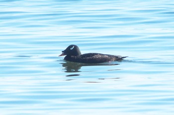 2024年1月14日(日) ふなばし三番瀬海浜公園の野鳥観察記録