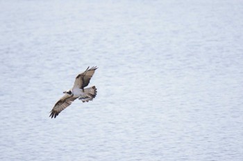 ミサゴ 大阪南港野鳥園 2024年1月14日(日)