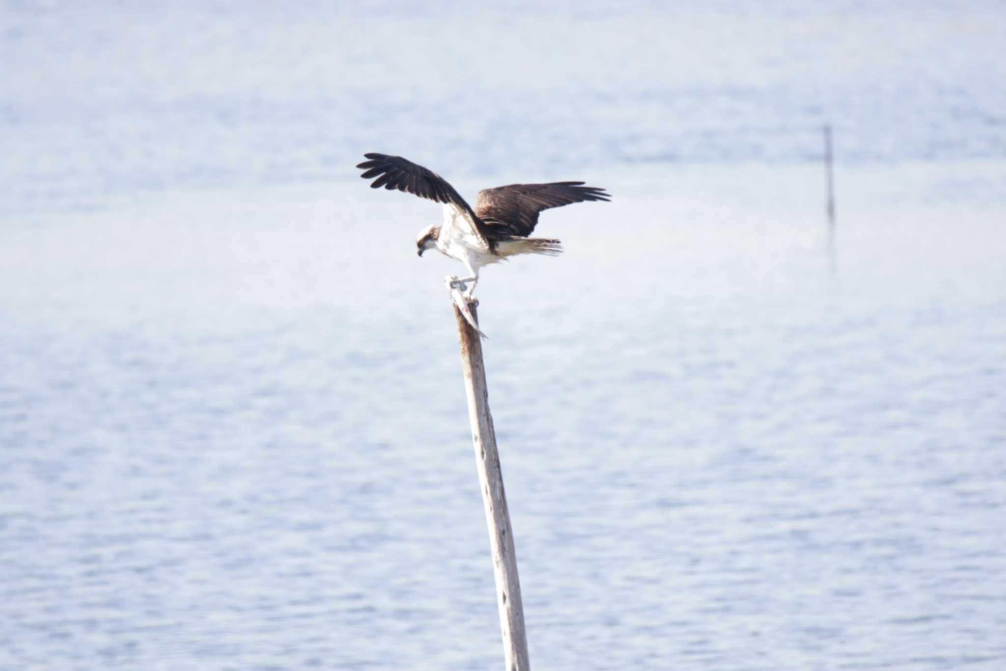 大阪南港野鳥園 ミサゴの写真 by KAZUSAN