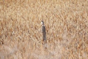 ハイタカ 大阪南港野鳥園 2024年1月14日(日)