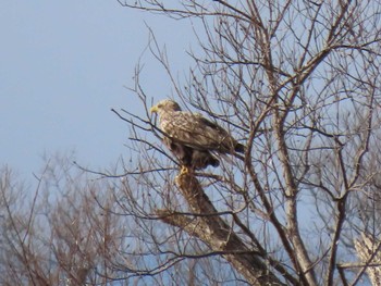 Fri, 1/12/2024 Birding report at Kabukuri Pond