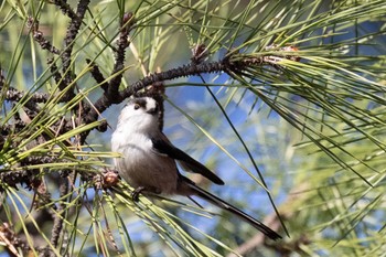 Long-tailed Tit 島田川河口(山口県) Thu, 1/11/2024