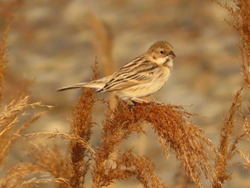 Sun, 1/14/2024 Birding report at 多摩川二ヶ領宿河原堰