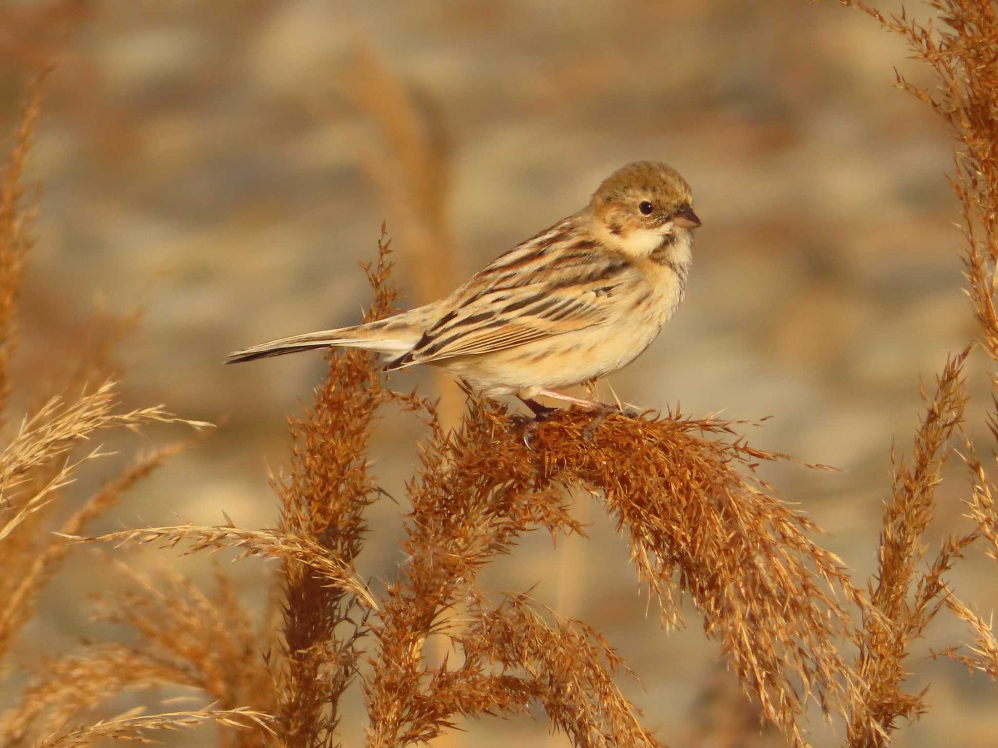 Photo of Pallas's Reed Bunting at 多摩川二ヶ領宿河原堰 by ゆ