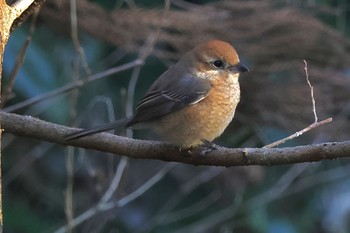 2024年1月14日(日) こども自然公園 (大池公園/横浜市)の野鳥観察記録