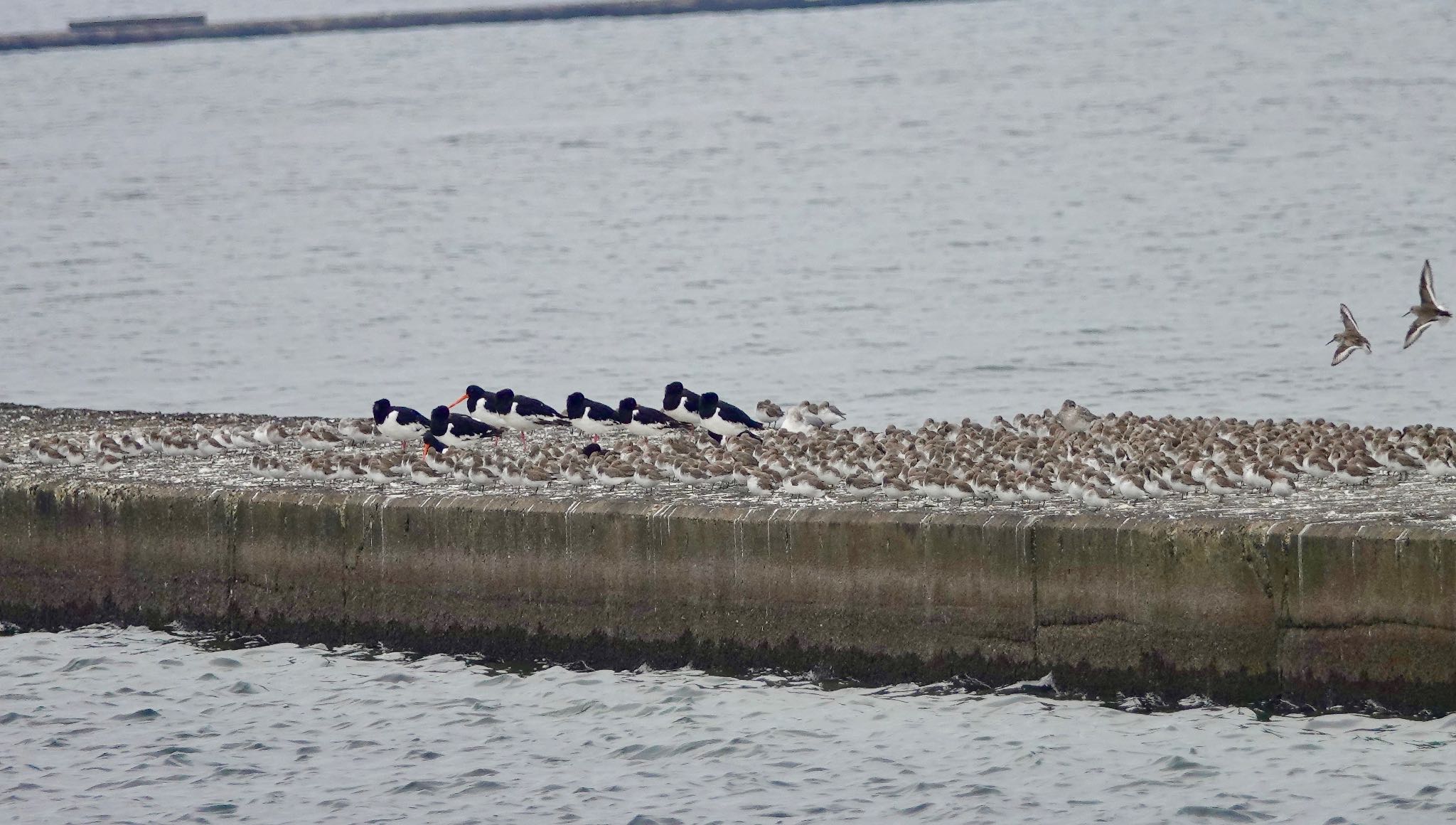 Dunlin