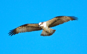 Osprey 愛知県小牧市 Sun, 1/14/2024