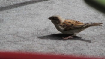 House Sparrow ハワイ島 Sat, 1/13/2024