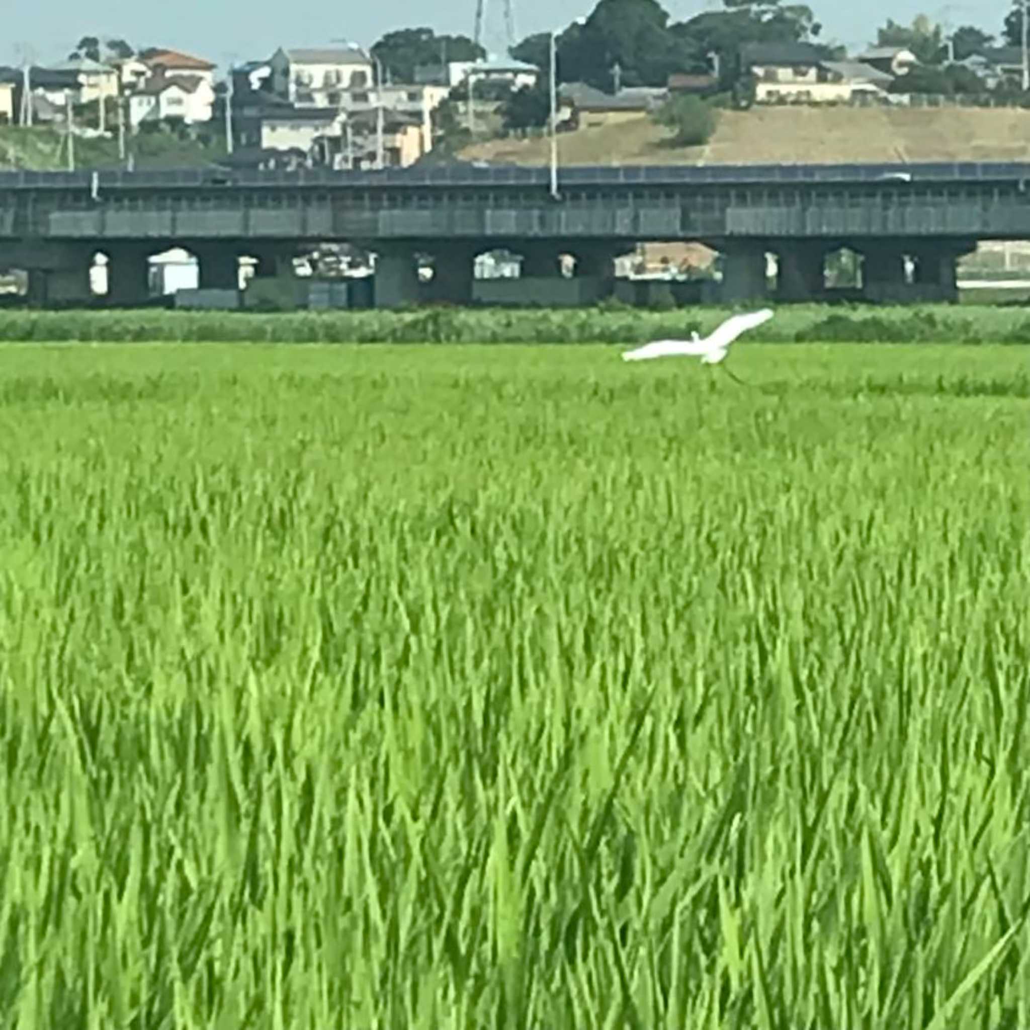 Photo of Great Egret at 四街道 by KozBird