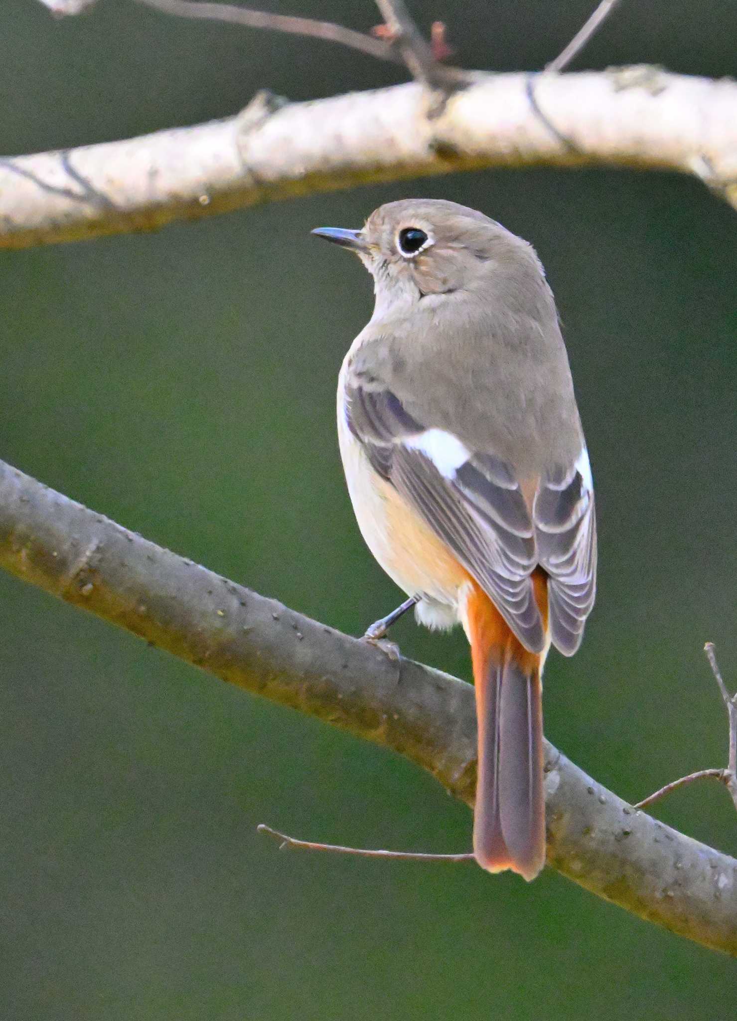 Daurian Redstart