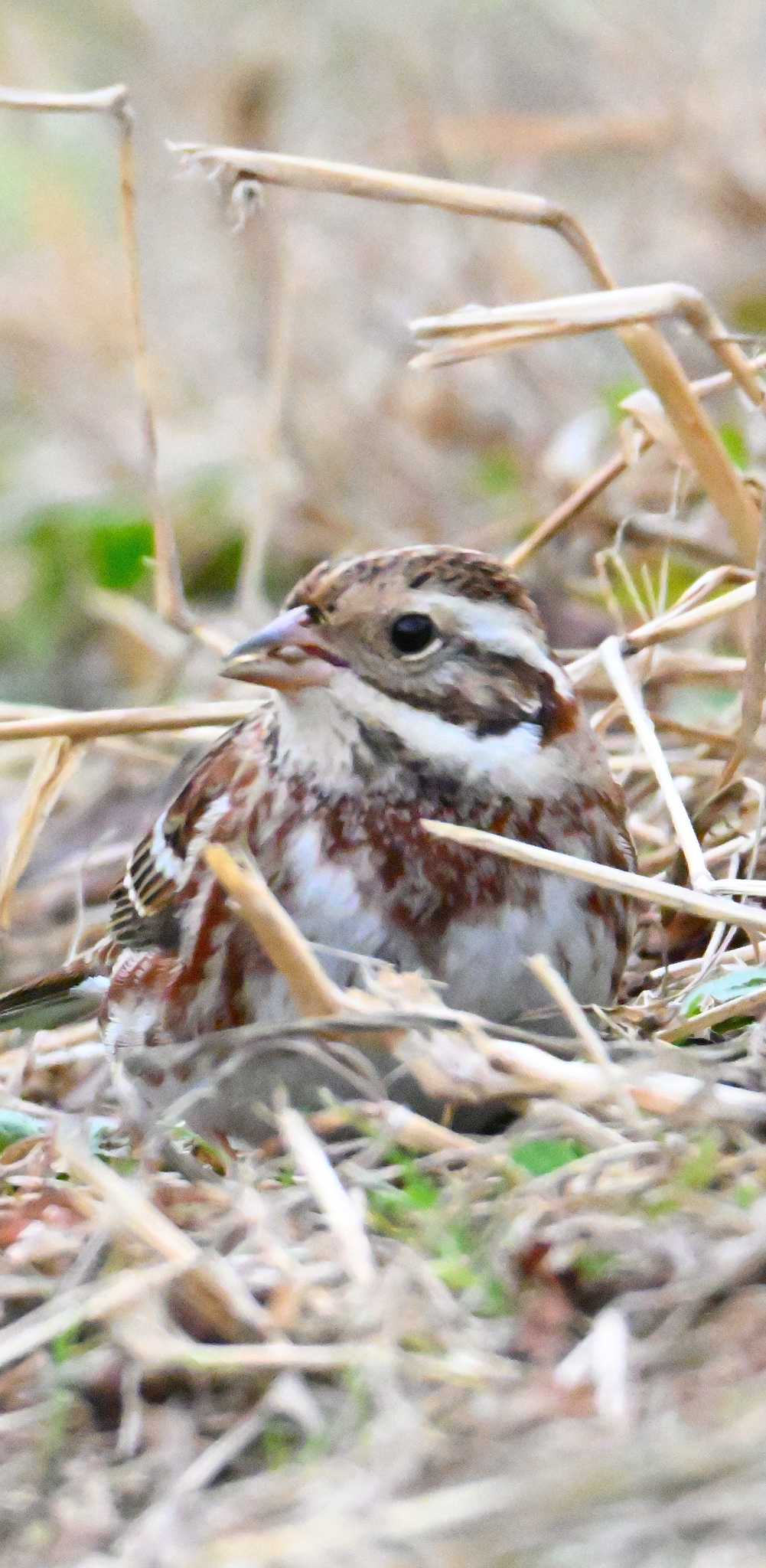 Rustic Bunting