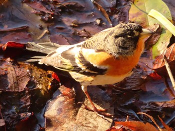 2024年1月14日(日) 井の頭恩賜公園の野鳥観察記録