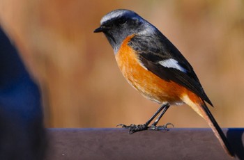 2024年1月14日(日) 万代池の野鳥観察記録