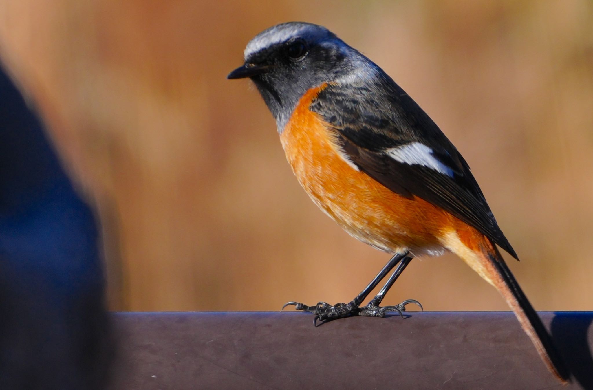 Daurian Redstart