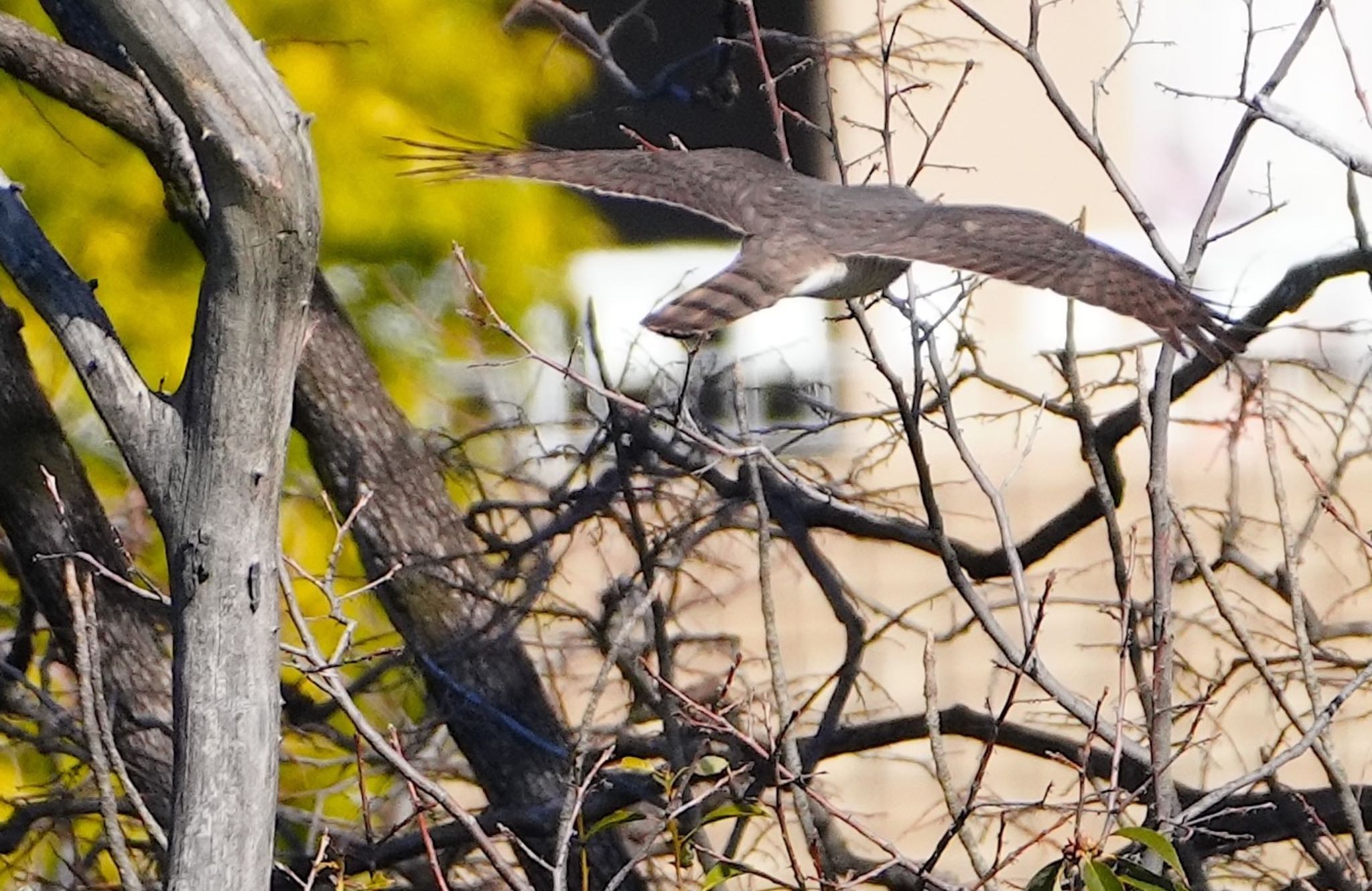 Eurasian Sparrowhawk