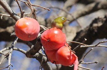 Warbling White-eye 東京 Mon, 1/8/2024