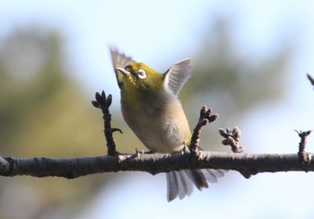 Warbling White-eye 東京 Sat, 1/13/2024