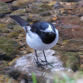 Japanese Wagtail 京都市宝ヶ池公園 Sat, 11/11/2023