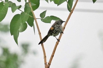 Hinde's Babbler Amboseli National Park Tue, 12/26/2023