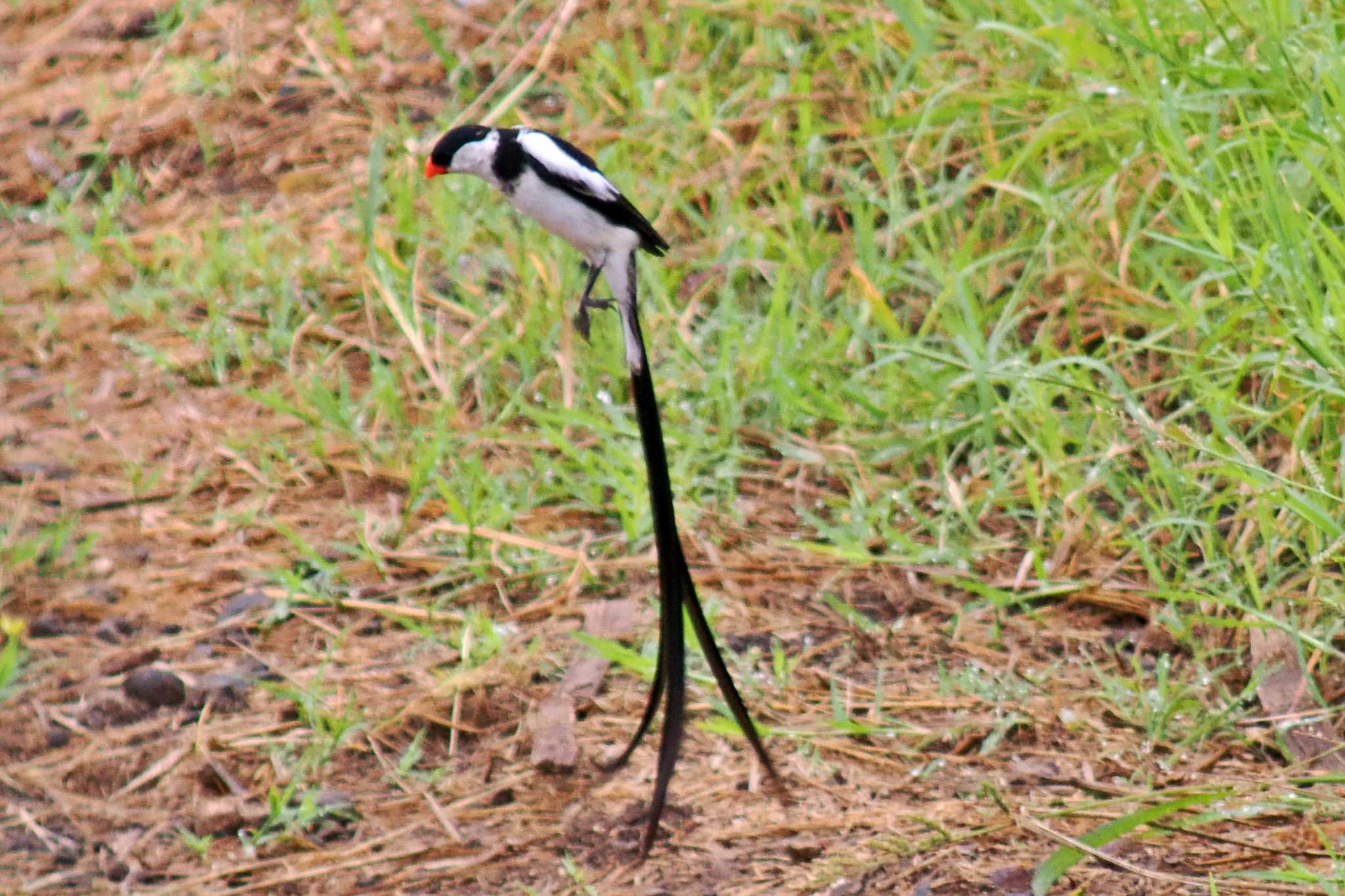 アンボセリ国立公園 テンニンチョウの写真 by 藤原奏冥