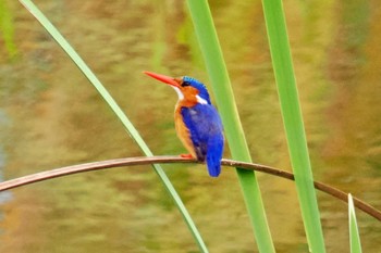 カンムリカワセミ アンボセリ国立公園 2023年12月26日(火)