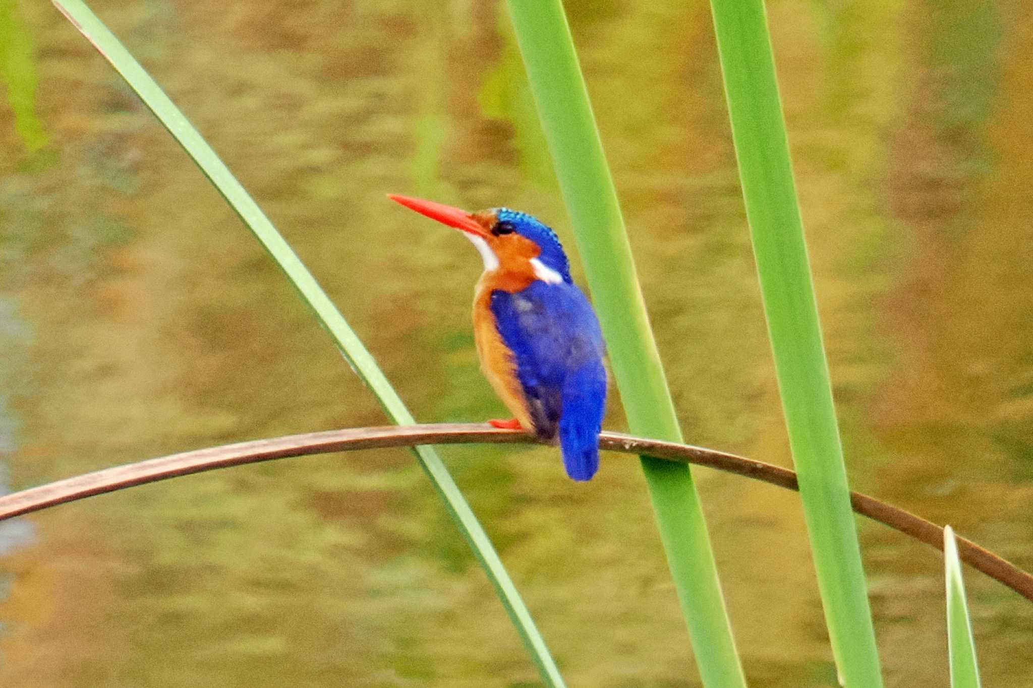 Photo of Malachite Kingfisher at Amboseli National Park by 藤原奏冥