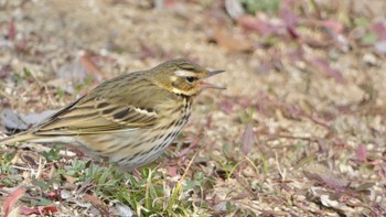 ビンズイ 馬見丘陵公園 2024年1月13日(土)