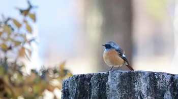 Daurian Redstart Osaka Tsurumi Ryokuchi Mon, 1/8/2024