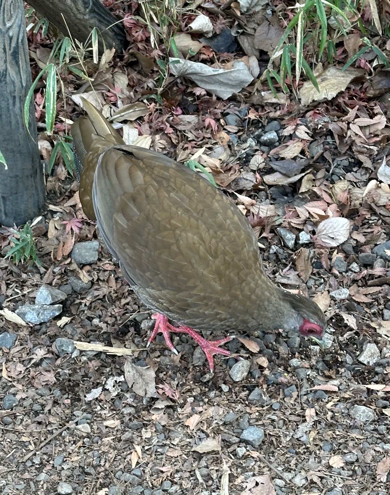 石神井公園 ハッカンの写真 by うきぴ