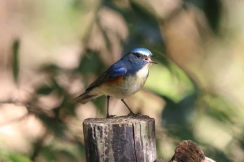 ルリビタキ 明石公園 2023年12月17日(日)