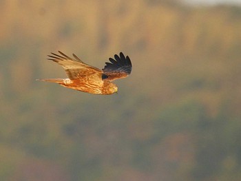 チュウヒ 稲敷市 2018年11月1日(木)