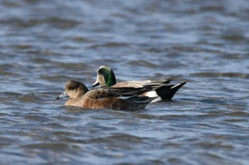 American Wigeon 蒲生海岸 Sun, 1/14/2024