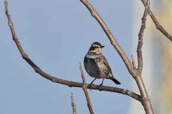 Dusky Thrush 蒲生海岸 Sun, 1/14/2024