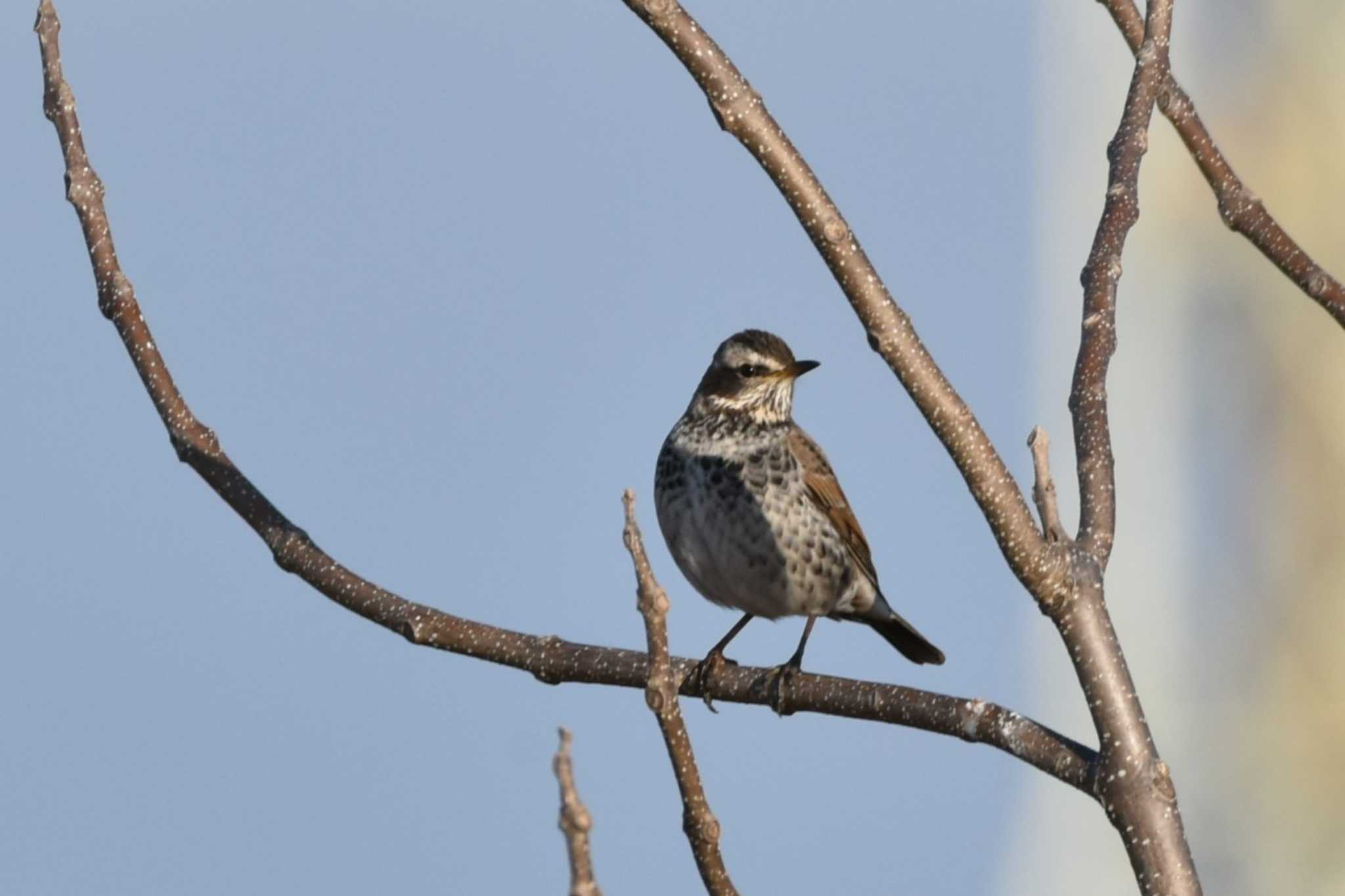 Photo of Dusky Thrush at 蒲生海岸 by おんせんたま５