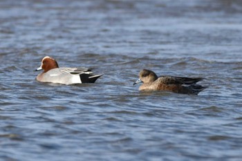 Eurasian Wigeon 蒲生海岸 Sun, 1/14/2024