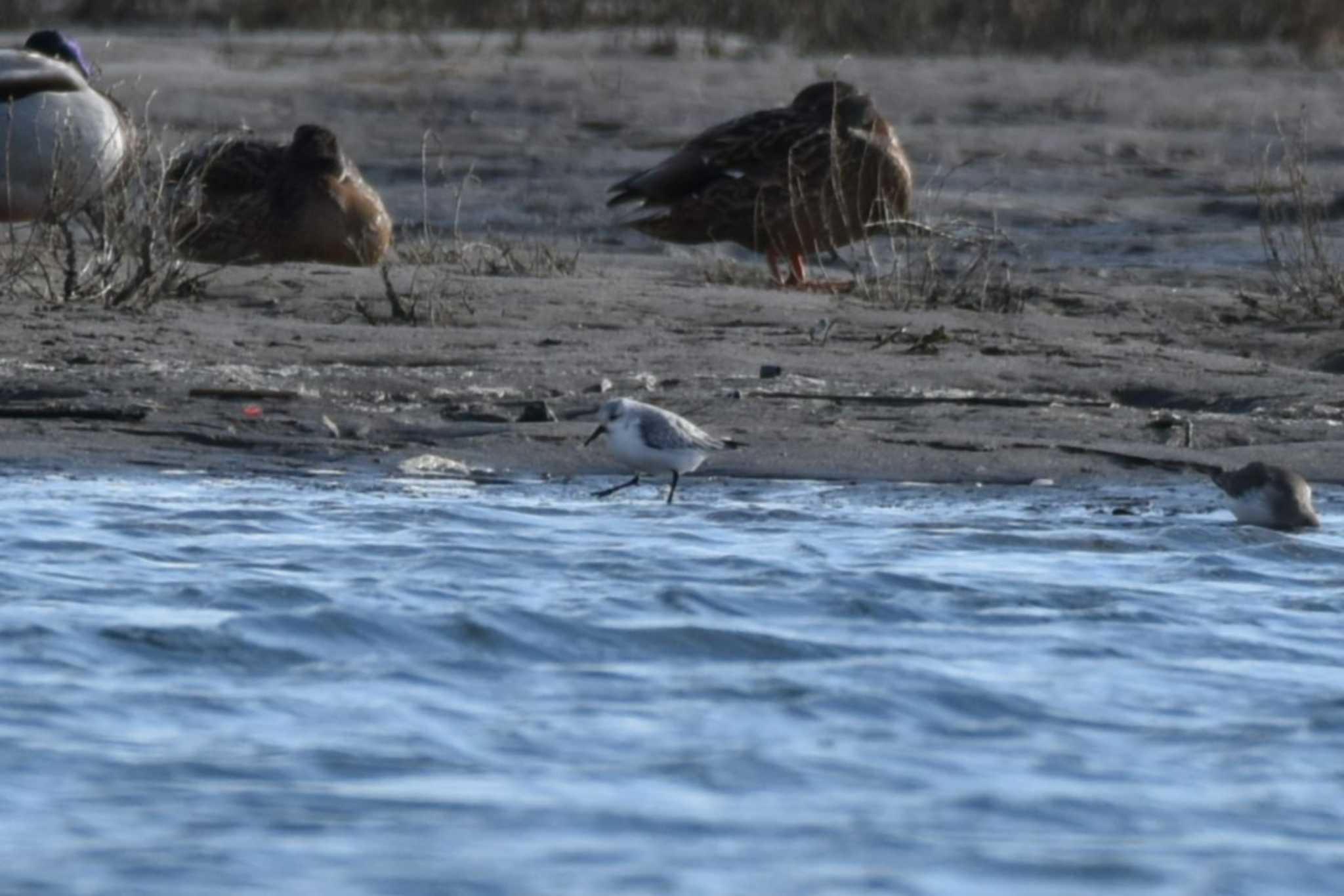 Photo of Sanderling at 蒲生海岸 by おんせんたま５